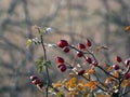 Wild rose Rosa Canina frozen leaf. Royalty Free Stock Photo