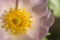 Wild rose, Rosa canina, is a thorny deciduous shrub of the Rosaceae family, flower