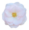 Wild Rose Rosaceae isolated on white background, including clipping path.