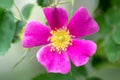 Wild Rose, this rose is the Alberta provincial floral emblem,also known as the, Prickly rose, Rosa acicularis, a very fragrant.