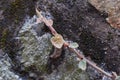 Wild rose seedlings on the rocks Royalty Free Stock Photo