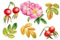 Wild rose set, rosehips with leaf, flowers and berry. Hand drawn watercolor illustration, isolated on white background Royalty Free Stock Photo