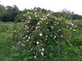 Wild rose shrub Royalty Free Stock Photo