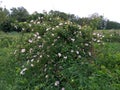 Wild rose shrub