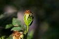 Wild rose in the sunset rays of the sun. Macro Royalty Free Stock Photo