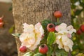 Wild rose hips