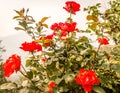 A wild rose tree in garden. Rosa rubiginosa a perennial flowering ornamental plants shrub large showy red color with sharp