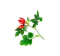 Wild Rose Twig Isolated, Rose Hip Branch with Red Berries, Rosehip Fruits Royalty Free Stock Photo