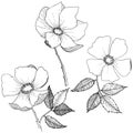 Wild rose in a vector style isolated.