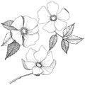 Wild rose in a vector style isolated.