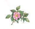 Wild rose watercolor painting