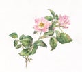 Wild rose watercolor painting