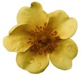 Wild rose on a white isolated background with clipping path. No shadows. Closeup. Dew drops on a yellow-brown flower. Royalty Free Stock Photo