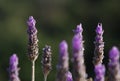 Wild Rosemary Flower Royalty Free Stock Photo