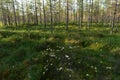 Wild rosemary flowers bloom on the marshlands among the marsh trees Royalty Free Stock Photo