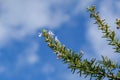 Wild rosemary isolated flower blossom on blue sky background,natural ingredient Royalty Free Stock Photo