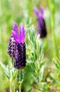 Wild rosemary