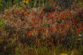 Wild rosemary Rhododendron tomentosum in autumn, swamp lant species