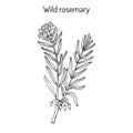 Wild Rosemary or Rhododendron tomentosum