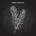 Wild Rosemary or Rhododendron tomentosum