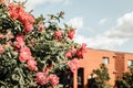 Wild roses blooming in front of a brick building