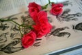 Wild Roses Cut Flowers in old Vintage Book. Royalty Free Stock Photo
