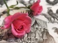 Wild Roses Cut Flowers in an old Vintage Book. Royalty Free Stock Photo