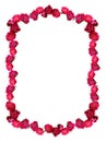 Wild roses frame