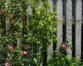 Wild Roses Grow on White Picket Fence Royalty Free Stock Photo