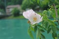 Wild roses next to the green stream