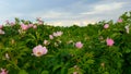 Wild roses Royalty Free Stock Photo