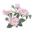 Wild roses (Rosa canina) Royalty Free Stock Photo