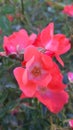 Wild roses - pink coloured garden flowers Royalty Free Stock Photo