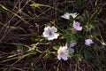 Wild roses white flowers on the bush, grass background