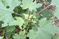 Wild rough cocklebur (xanthium strumarium, clotbur) plant with lush green leaves