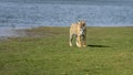 Wild royal bengal female tiger or panthera tigris tigris at natural scenic rajbagh lake scenery landscape at ranthambore national Royalty Free Stock Photo