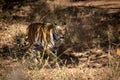 Wild royal bengal female tiger on prowl for territory marking in morning outdoor jungle safari at bandhavgarh national park or Royalty Free Stock Photo