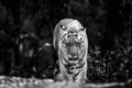 Wild royal bengal huge male tiger head on portrait eye contact in black and white background outdoor wildlife safari at kanha Royalty Free Stock Photo