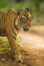 wild royal bengal male tiger or panthera tigris closeup coming on forest track or road in natural green background at ranthambore