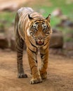 wild royal bengal male tiger or panthera tigris tigris head on walking eye contact on forest track in natural green background at Royalty Free Stock Photo