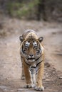 Wild royal bengal male tiger walking head on and gazing or staring during outdoor jungle safari at ranthambore national park or