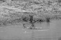 Wild royal bengal tiger cubs in black and white background playing in water body during summer season at bandhavgarh national park Royalty Free Stock Photo