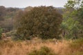 Wild royal bengal tiger hunting ground. An apex preadator in search of prey in scenic landscape of ranthambore national park Royalty Free Stock Photo