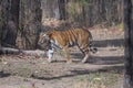 Wild royal bengal tiger in Indian Jungle