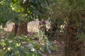 Wild royal bengal tiger in Indian Jungle