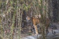 Wild Royal Bengal Tiger with cubs in jungles of India