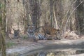 Wild Royal Bengal Tiger with cubs in jungles of India