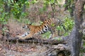 Wild Royal Bengal Tiger in jungles of India