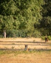 Wild royal bengal tiger in natural green scenic landscape background in post monsoon season at ranthmbore national park or tiger Royalty Free Stock Photo
