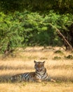 Wild royal bengal tiger in natural green scenic landscape of ranthmbore national park or tiger reserve rajasthan india - panthera Royalty Free Stock Photo